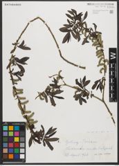 Foto von Salix L.